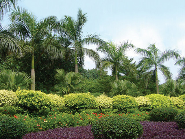 佛山市南海區(qū)經濟開發(fā)區(qū)紅沙片區(qū)道路綠化工程